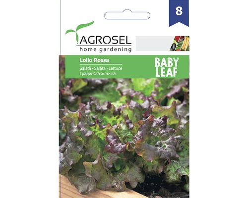 Semințe de salată Agrosel Lollo Rossa Baby Leaf PG8