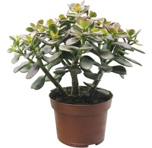 Arborele de jad FloraSelf Crassula x Hybride H 13-17 cm ghiveci Ø 13 cm-thumb-1