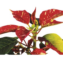 Crăciunița FloraSelf Euphorbia pulcherrima H 12-15 cm ghiveci Ø 6 cm roșu/alb-thumb-1