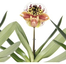 Orhidee FloraSelf Paphiopedilum în vas de ceramică H 35-40 cm Ø 12 cm-thumb-1