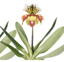 Orhidee FloraSelf Paphiopedilum în vas de ceramică H 35-40 cm Ø 12 cm-thumb-2