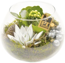 FloraSelf Aranjament plante suculente în sticlă H 20-30 cm Ø 17 cm-thumb-1