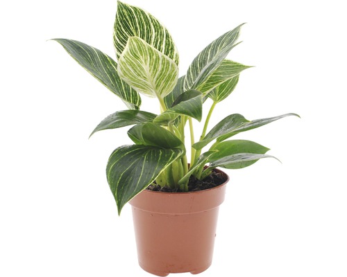 Filodendron FloraSelf Philodendron 'White Wave' H 20-30 cm ghiveci Ø 12 cm
