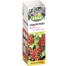 Arbust fructifer coacăz roșu 'Ribes rubrum' H 150 cm-thumb-0