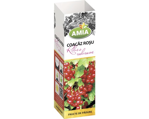 Arbust fructifer coacăz roșu 'Ribes rubrum' H 150 cm-0