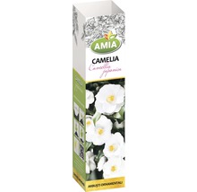 Arbust ornamental 'Camelia Japonica' H 150 cm albă-thumb-0