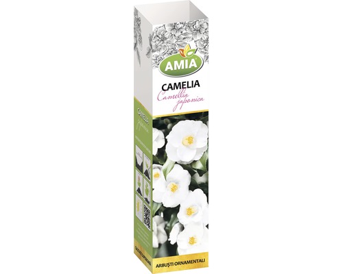 Arbust ornamental 'Camelia Japonica' H 150 cm albă-0
