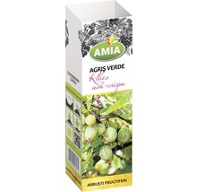 Arbust fructifer agrișe verzi 'Ribes uva-crispa' H 100 cm-thumb-0