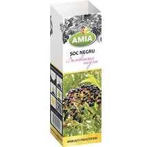 Arbust fructifer soc negru 'Sambucus nigra' H 500 cm-thumb-2
