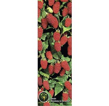 Pom fructifer Mur-Zmeur Tayberry 'Rubus fructicosus x idaeus' H 200 cm-thumb-2