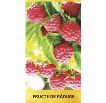 Arbust fructifer zmeur 'Rubus idaeus' H 150 cm-thumb-1
