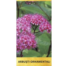 Arbust ornamental 'Spiraea douglassi' H 150 cm-thumb-1