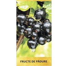 Arbust fructifer coacăz negru 'Ribes nigrum' H 150 cm-thumb-1