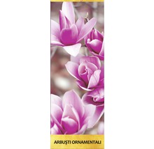 Arbust ornamental 'Magnolia Soulangeana' H 300 cm-thumb-1