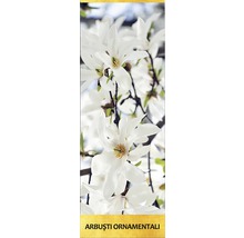 Arbust ornamental 'Magnolia Stelata' H 300 cm-thumb-1