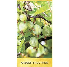 Arbust fructifer agrișe verzi 'Ribes uva-crispa' H 100 cm-thumb-1