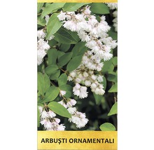 Arbust ornamental 'Deutzia scabra' H 200 cm-thumb-1