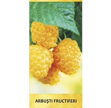 Arbust fructifer zmeur galben 'Rubus idaeus' H 200 cm-thumb-1