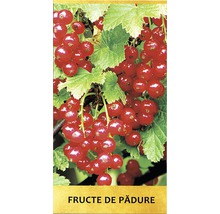 Arbust fructifer coacăz roșu 'Ribes rubrum' H 150 cm-thumb-1