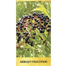 Arbust fructifer soc negru 'Sambucus nigra' H 500 cm-thumb-1