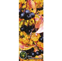 Pom fructifer 'Aronia Melanocarpa' H 200 cm-thumb-1