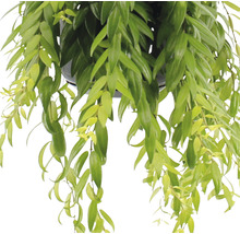Planta ruj FloraSelf Aeschynanthus-Cultivars 'Japhro' H 25-35 cm ghiveci Ø 15-thumb-1