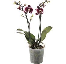 Orhidee fluture FloraSelf Phalaenopsis-Cultivars H 40-55 cm ghiveci Ø 12 cm, 2 tije, diferite culori-thumb-2