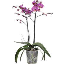 Orhidee fluture FloraSelf Phalaenopsis-Cultivars H 40-55 cm ghiveci Ø 12 cm, 2 tije, diferite culori-thumb-3