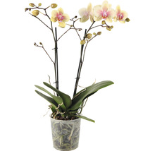 Orhidee fluture FloraSelf Phalaenopsis-Cultivars H 40-55 cm ghiveci Ø 12 cm, 2 tije, diferite culori-thumb-4