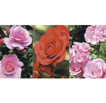 Arbust ornamental trandafir 'Queen of England' diverse sortimente H 100 cm-thumb-3
