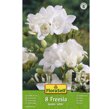 Bulb FloraSelf® frezie bătută, albă, 8 buc-thumb-0