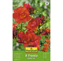 Bulb FloraSelf® frezie bătută, roșie, 8 buc-thumb-0