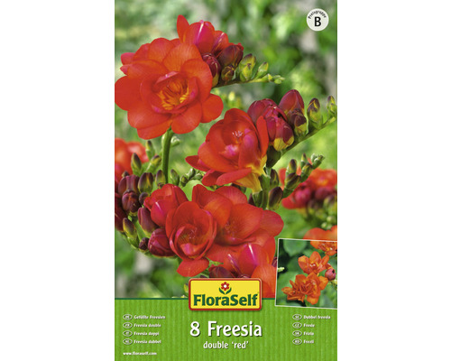 Bulb FloraSelf® frezie bătută, roșie, 8 buc-0