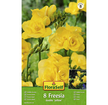 Bulb FloraSelf® frezie bătută, galbenă, 8 buc-thumb-0