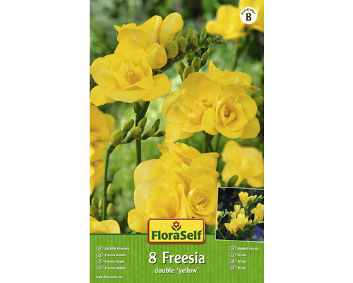 Bulb FloraSelf® frezie bătută, galbenă, 8 buc-0