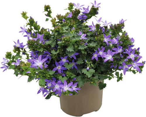 Clopoțel FloraSelf Campanula addenda 'Adansa Purple ghiveci' Ø 12 cm
