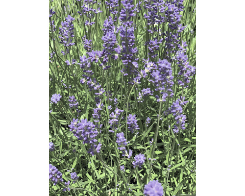 Levănțică Provence FloraSelf Lavandula angustifolia 'Grosso' ghiveci H 10-20 cm Ø 12 cm