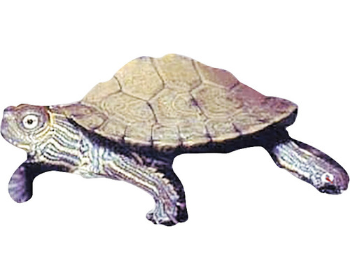 Broască țestoasă Graptemys Kohni baby