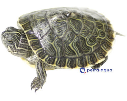 Broască țestoasă Pseudemys concinna hieroglyphica Baby 4-5 cm