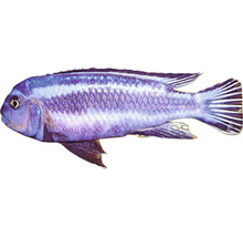 Melanochromis johanni M-thumb-0