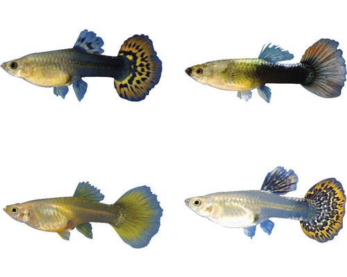 Pește curcubeu/ Guppy Poecilia reticulata female mix M