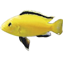 Labidochromis species yellow M-thumb-0