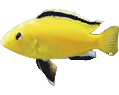 Labidochromis species yellow M-0