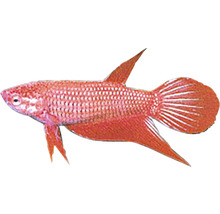Pește luptător siamez Betta splendens female L-thumb-0