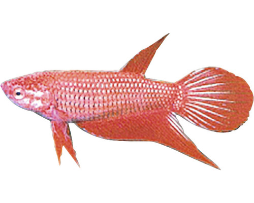 Pește luptător siamez Betta splendens female L-0