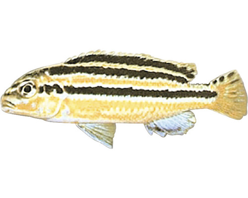Papagalul auriu Melanochromis auratus M-0