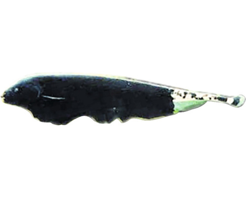 Apteronotus albifrons M-0