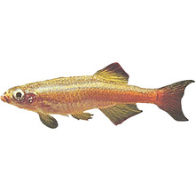 Peștele Nor Alb Tanichthys albonubes M-thumb-0
