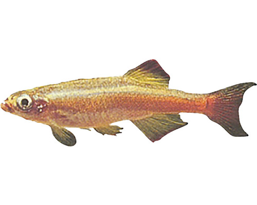 Peștele Nor Alb Tanichthys albonubes M-0