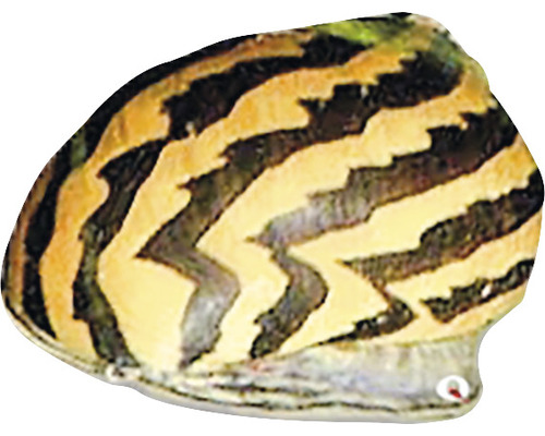 Neritina snail - paralella M
